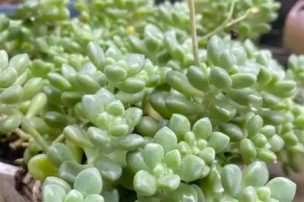 丸叶姬秋丽如何繁殖，可以使用叶插的方式进行