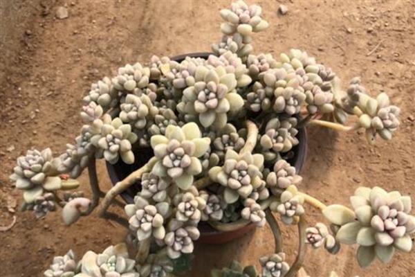 丸叶姬秋丽如何繁殖，可以使用叶插的方式进行