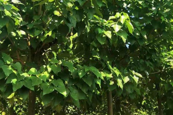 楸树的用途和价值，可供观赏也可净化空气