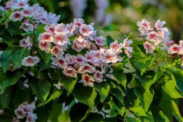 楸树的用途和价值，可供观赏也可净化空气