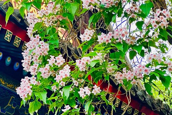 楸树的用途和价值，可供观赏也可净化空气