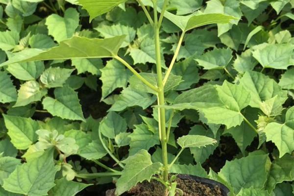 楸树的用途和价值，可供观赏也可净化空气