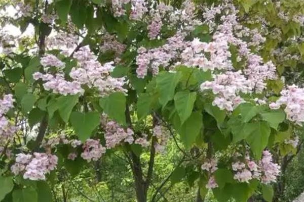 楸树的用途和价值，可供观赏也可净化空气