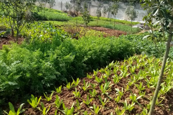 二星瓢虫是不是害虫，属于益虫平时会捕食蚜虫等害虫