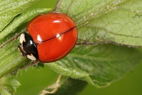 二星瓢虫是不是害虫，属于益虫平时会捕食蚜虫等害虫