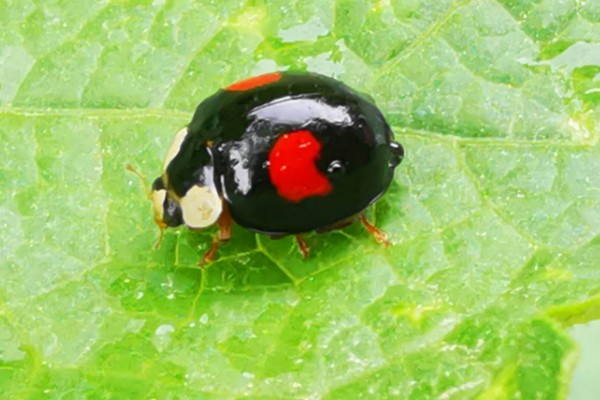 二星瓢虫是不是害虫，属于益虫平时会捕食蚜虫等害虫