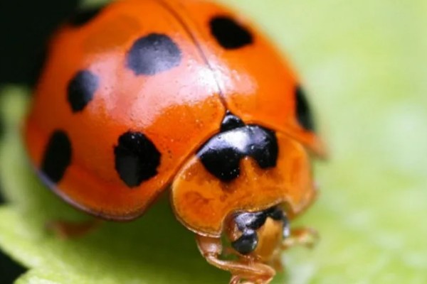 二星瓢虫是不是害虫，属于益虫平时会捕食蚜虫等害虫