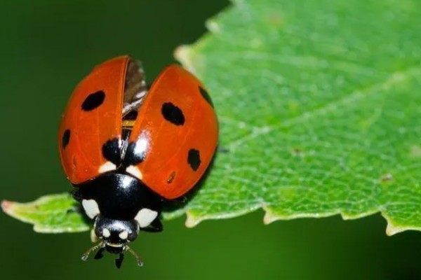 二星瓢虫是不是害虫，属于益虫平时会捕食蚜虫等害虫