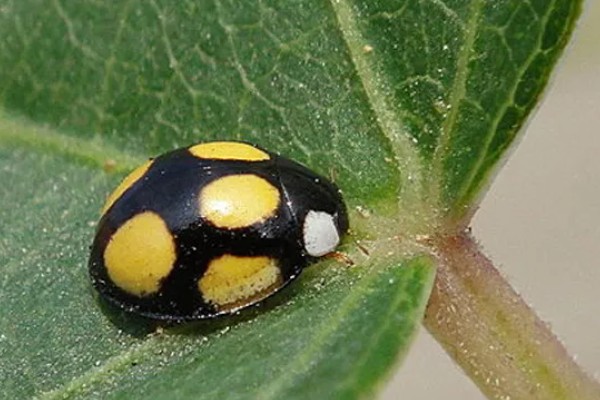 二星瓢虫是不是害虫，属于益虫平时会捕食蚜虫等害虫