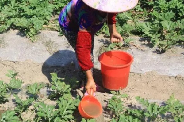 西瓜坐果期怎么浇水施肥,增施氮肥和钾肥可促进果实膨大