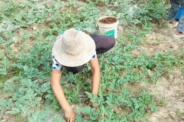 西瓜坐果期怎么浇水施肥,增施氮肥和钾肥可促进果实膨大