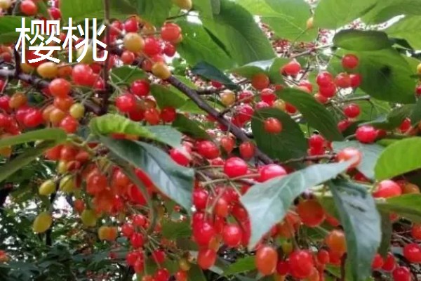 低热量的水果有哪些,常见的有柚子、枇杷等