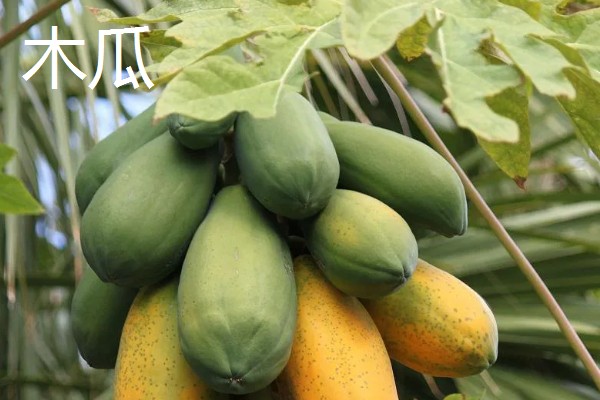 低热量的水果有哪些,常见的有柚子、枇杷等