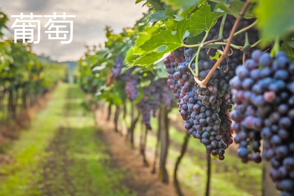 低热量的水果有哪些,常见的有柚子、枇杷等