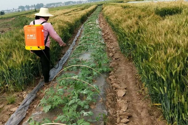 西瓜坐果期怎么浇水施肥,增施氮肥和钾肥可促进果实膨大