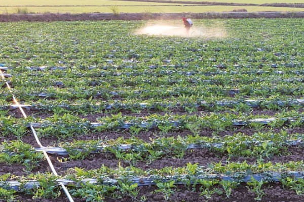 西瓜坐果期怎么浇水施肥,增施氮肥和钾肥可促进果实膨大