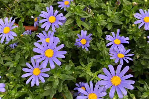 蓝色雏菊有什么花语,代表忧郁忧愁、可爱小巧等含义