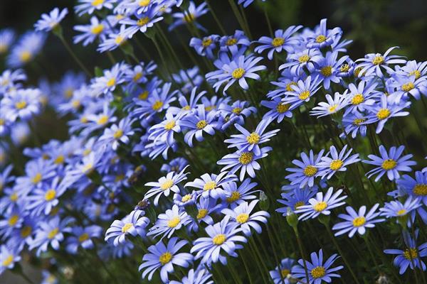 蓝色雏菊有什么花语,代表忧郁忧愁、可爱小巧等含义