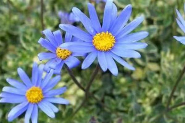 蓝色雏菊有什么花语,代表忧郁忧愁、可爱小巧等含义