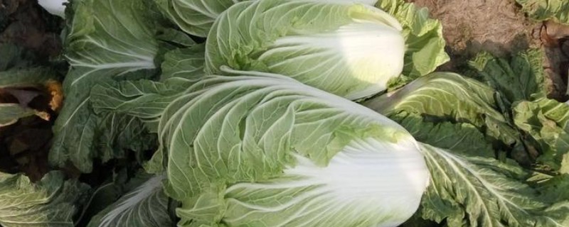 白菜收获妙招，结球后即可采收