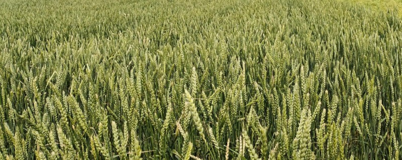 小麦常见病害有哪些，常见的有锈病、白粉病等