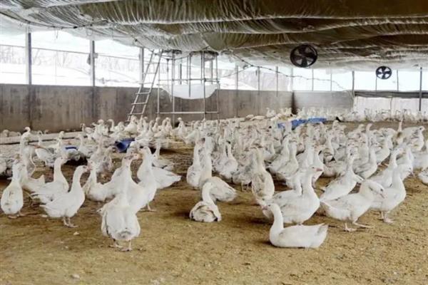 怎么养鹅,达到20日龄就可以下水