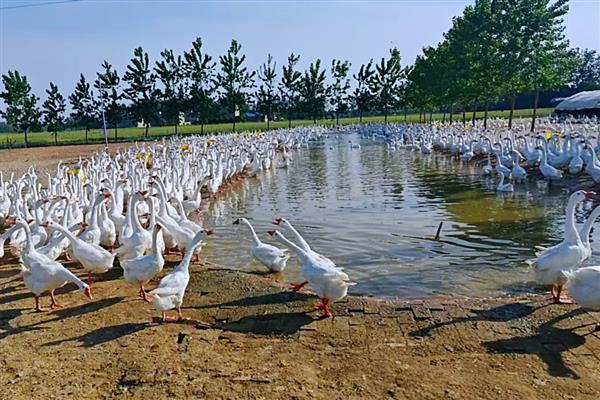 怎么养鹅,达到20日龄就可以下水