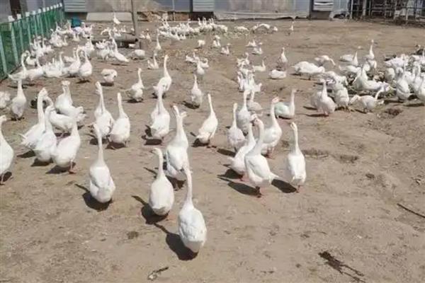 怎么养鹅,达到20日龄就可以下水