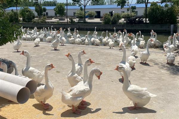 怎么养鹅,达到20日龄就可以下水