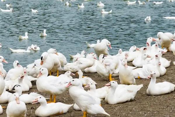 怎么养鹅,达到20日龄就可以下水