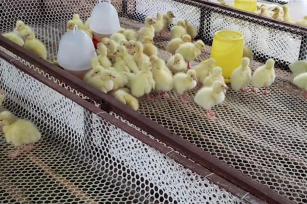 怎么养鹅,达到20日龄就可以下水