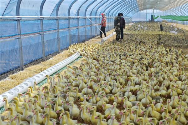 怎么养鹅,达到20日龄就可以下水