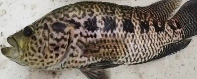 淡水石斑鱼产于哪里，在我国产于台湾、广东等地方