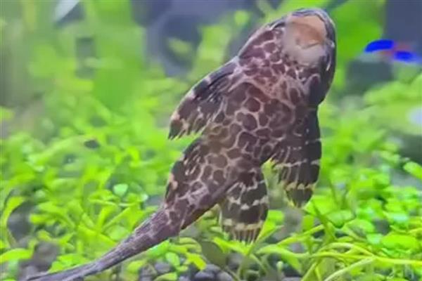 鱼缸养清道夫有什么作用,可以清除鱼缸内的青苔和水藻