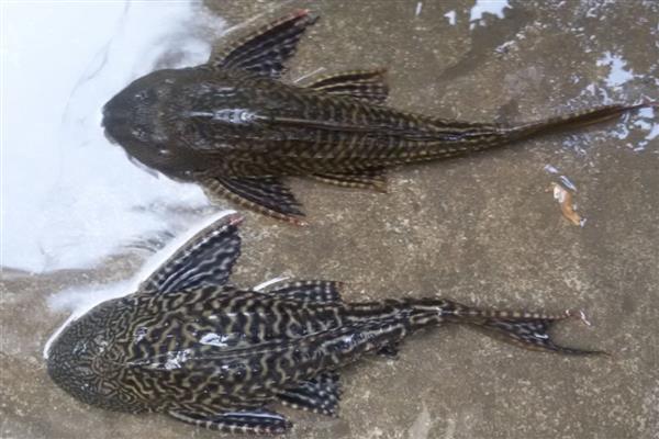 鱼缸养清道夫有什么作用,可以清除鱼缸内的青苔和水藻