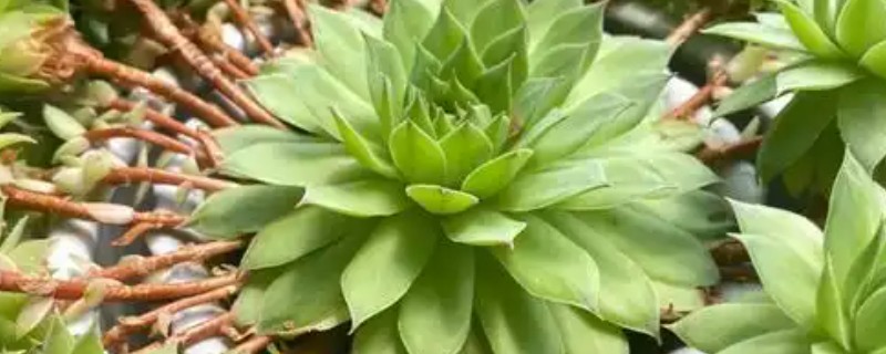 观音莲叶子往下翻如何处理，温度低于15℃时要为它套袋保温