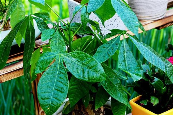 怎么养小发财树，摆放在散光充足的区域养护