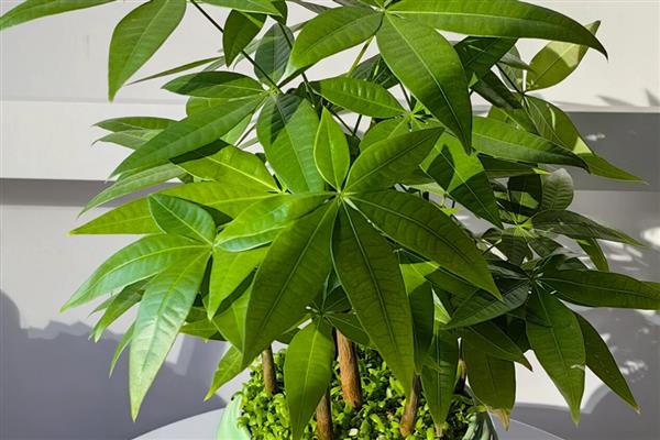 怎么养小发财树，摆放在散光充足的区域养护