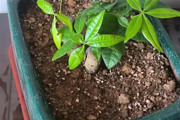 怎么养小发财树，摆放在散光充足的区域养护