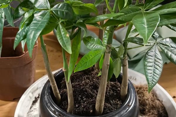 怎么养小发财树，摆放在散光充足的区域养护