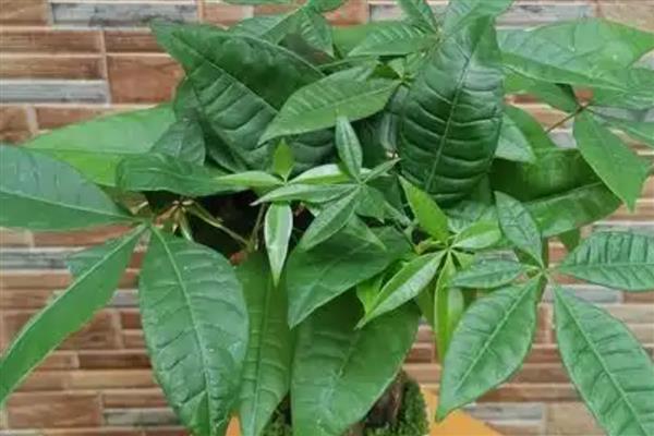 怎么养小发财树，摆放在散光充足的区域养护