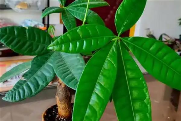 怎么养小发财树，摆放在散光充足的区域养护