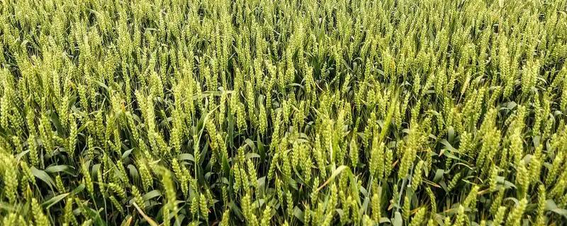 怀川916小麦的亩产量,在商丘试验点的产量高达650公斤