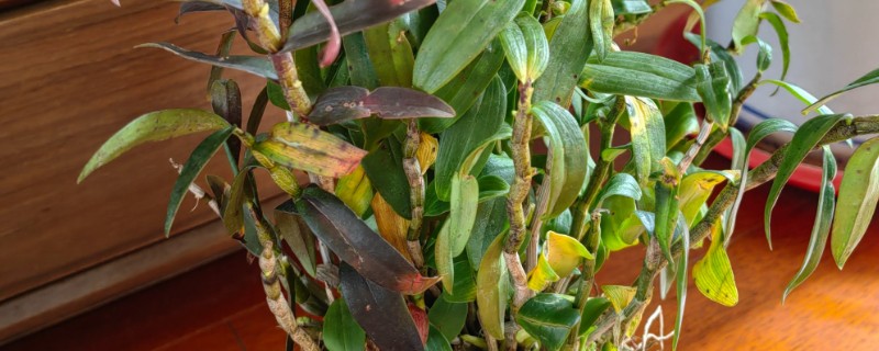 铁皮石斛的种植技术，春季和秋季均可种植