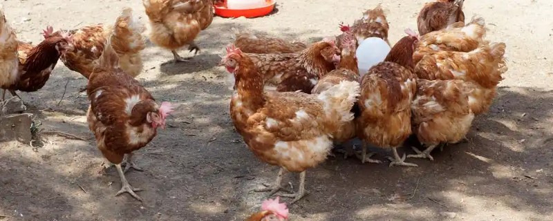 鸡互相啄毛怎么办,把硫酸钙拌在饲料中喂食