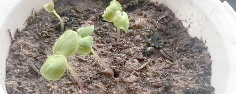 凤仙花的播种数量,小型花盆一次播入3-5颗种子