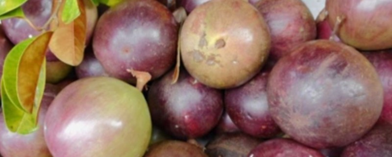 牛奶果可以放几天,没清洗过可以放2-3天