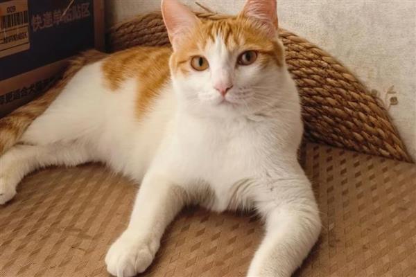 猫为什么会患上脂肪肝,原发性脂肪肝没有明显诱因