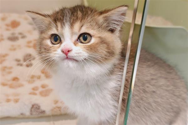 猫为什么会患上脂肪肝,原发性脂肪肝没有明显诱因