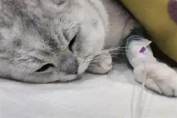 猫为什么会患上脂肪肝,原发性脂肪肝没有明显诱因